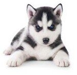 №748005 - животные, щенок, собака - оригинал