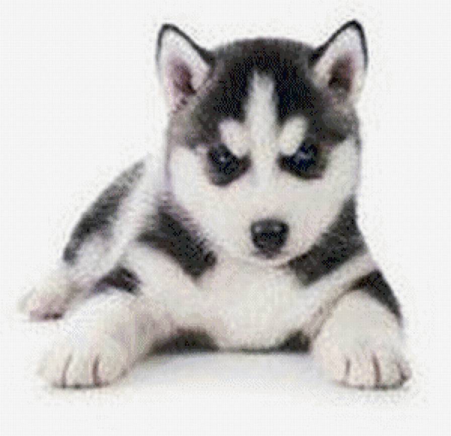 №748005 - щенок, собака, животные - предпросмотр