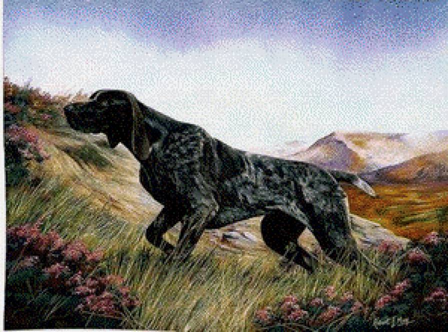 курцхаар - предпросмотр