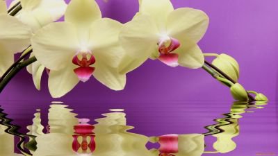 орхидея - отражение, цветы, вода, цветок, орхидеи, орхидея - оригинал