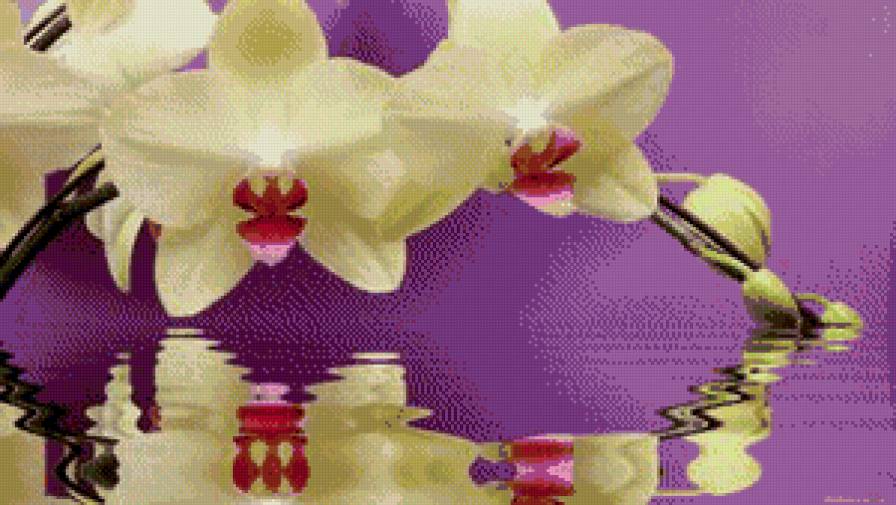 орхидея - орхидея, орхидеи, цветы, вода, отражение, цветок - предпросмотр