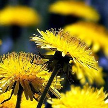 Одуванчики 3D