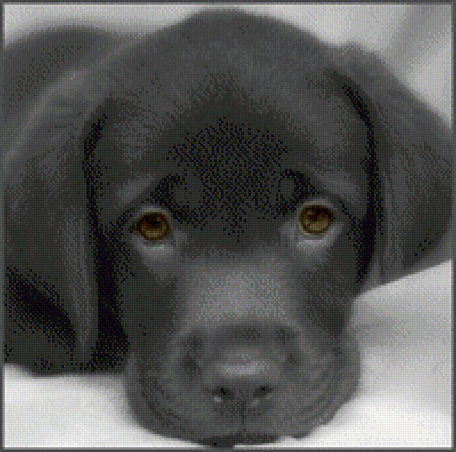 лабрадорчик - щенки, собаки, мило - предпросмотр