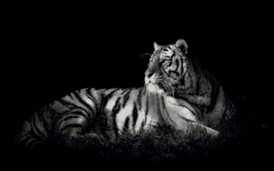 тигр - животные - предпросмотр