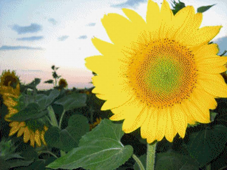 Подсолнух - предпросмотр