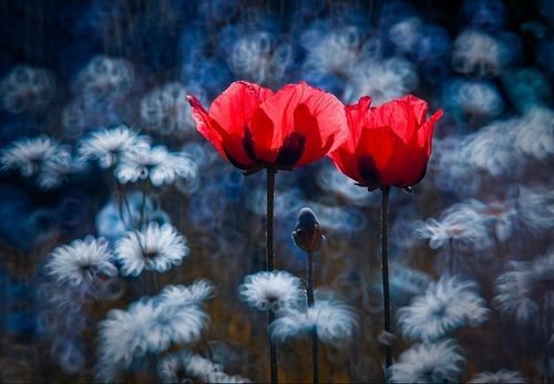 маки - мак, цветы - оригинал