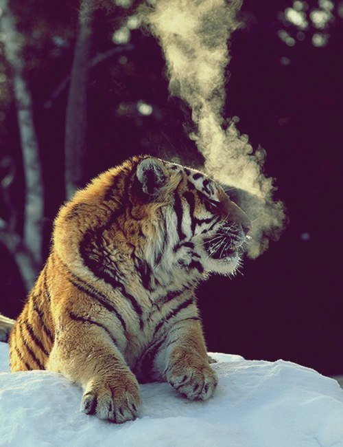 тигр - зима, животные, тигр - оригинал