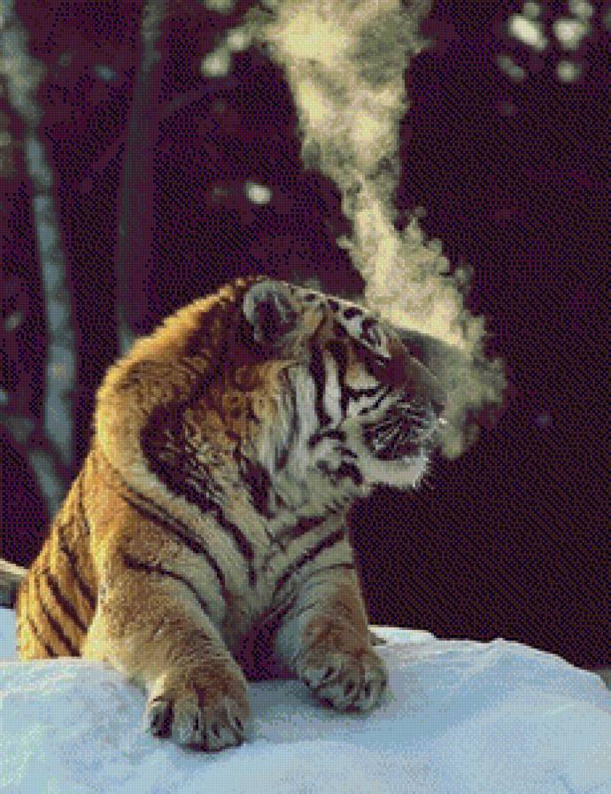 тигр - тигр, зима, животные - предпросмотр