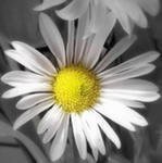 Схема вышивки «ромашулька»