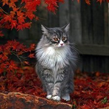 Схема вышивки «осенний котейка»