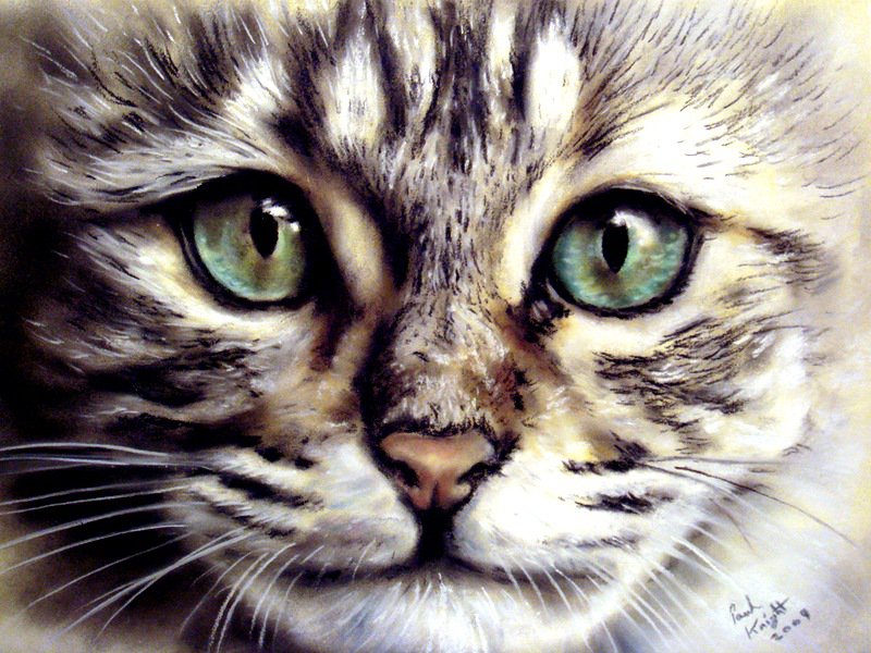 Моська котика - моська, глаза, кот - оригинал