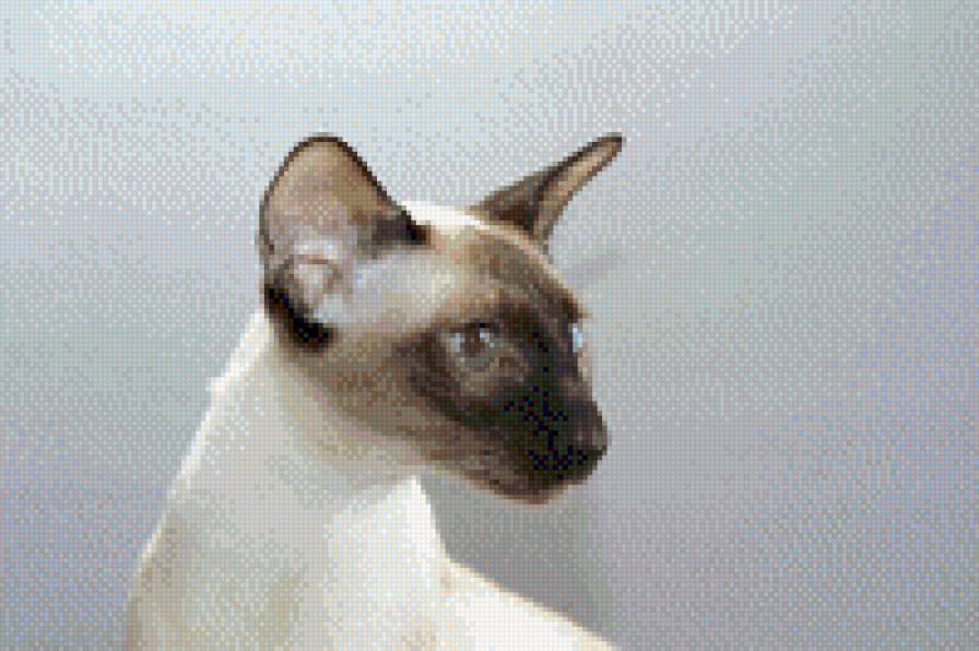 №748711 - предпросмотр