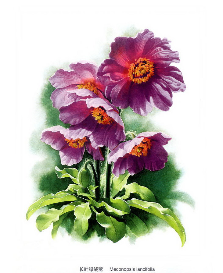 Цветы - оригинал