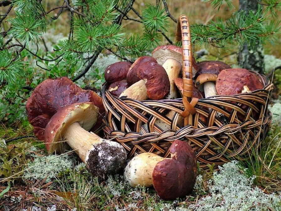 ох грибочки - оригинал