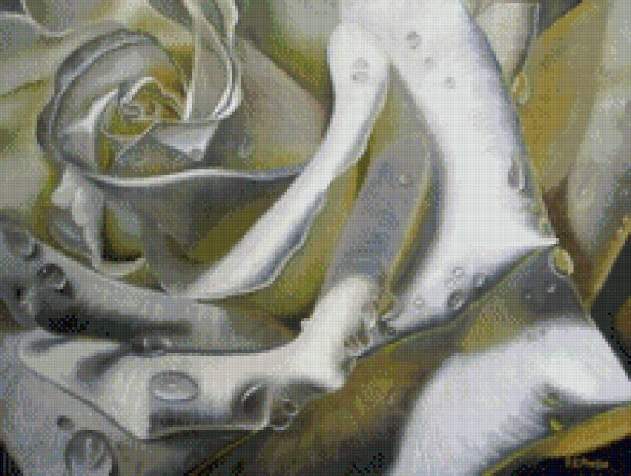 Белая роза - цветок, роза, белая - предпросмотр