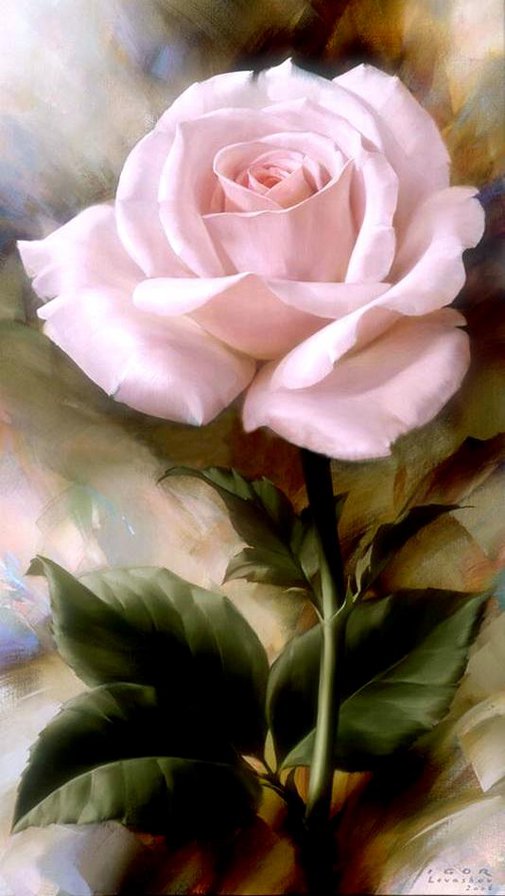 Розовая роза - розовая, цветок, роза - оригинал