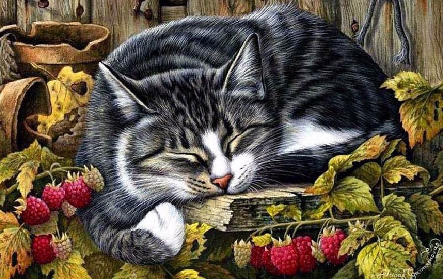 котик спит - кот, животное, сон, малина - оригинал