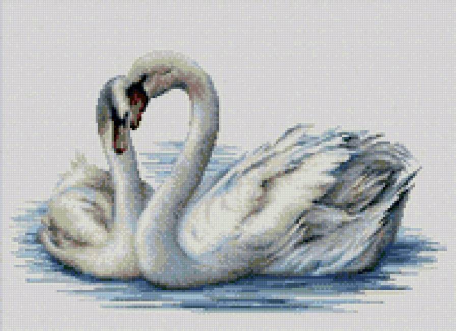 Лебеди - вода, лебеди, верность, птицы - предпросмотр