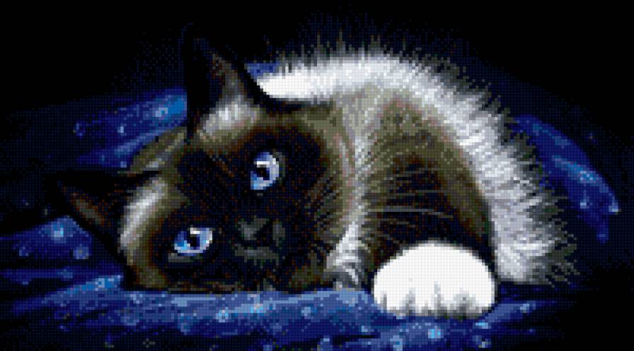 киска - ночь, кот, голубой - предпросмотр