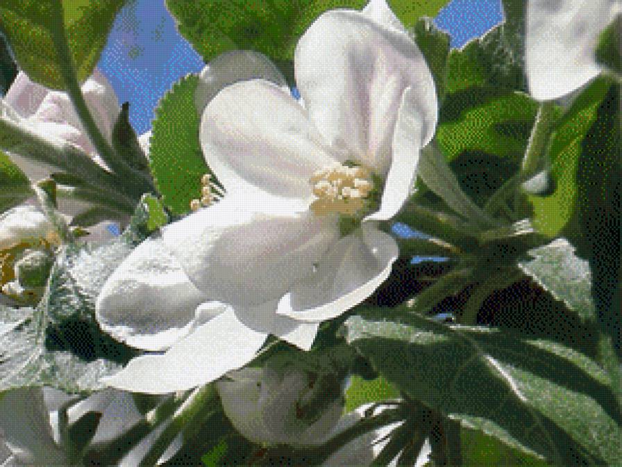 Яблони в цвету - предпросмотр