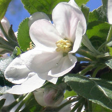 Яблони в цвету