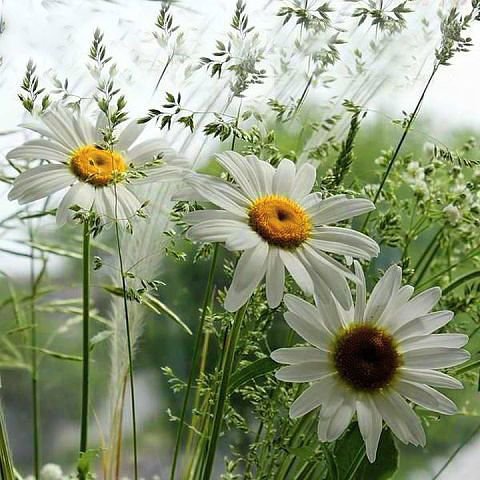 Ромашки 3D - цветы - оригинал