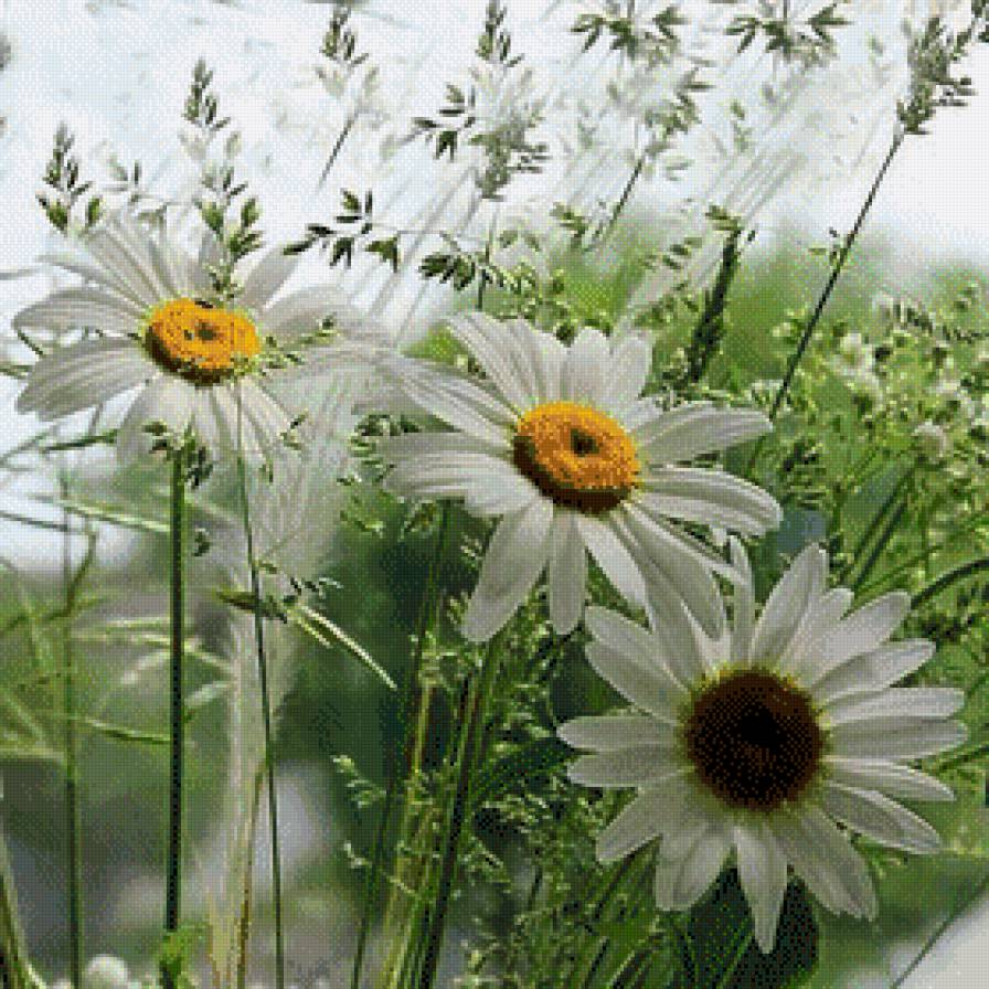 Ромашки 3D - цветы - предпросмотр