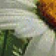 Предпросмотр схемы вышивки «Ромашки 3D» (№749008)