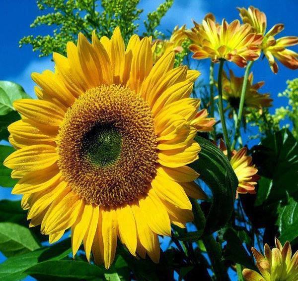 Girasol - flor - оригинал