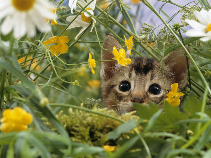 Котенок в ромашках - котята - оригинал