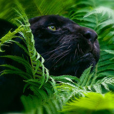 Схема вышивки «Пантера в папоротниках»