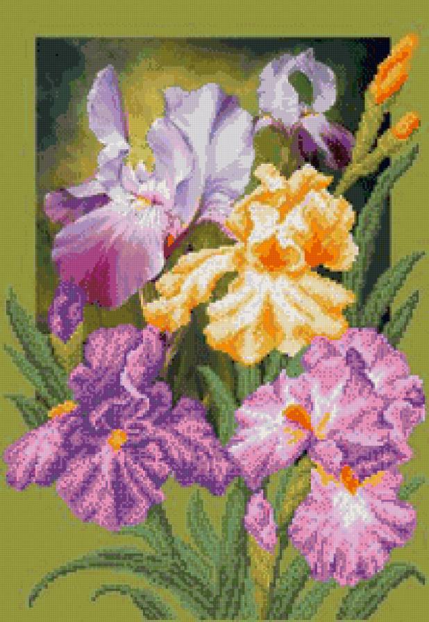 Ирис - цветы, ирис - предпросмотр