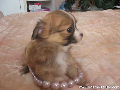 №749429 - оригинал