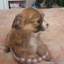 Схема вышивки «№749429»