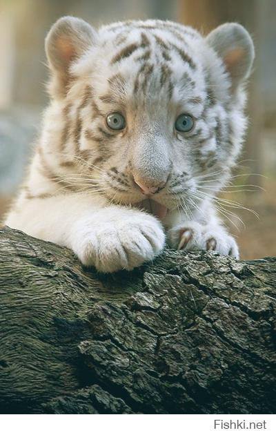 маленькая большая киса - котенок, хищники, малыш, животные, тигренок - оригинал