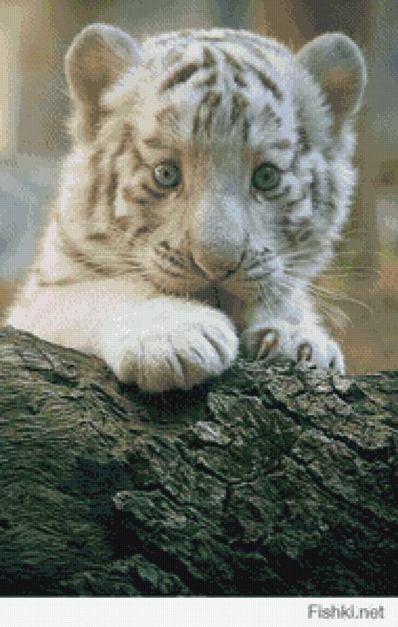 маленькая большая киса - животные, тигренок, хищники, котенок, малыш - предпросмотр