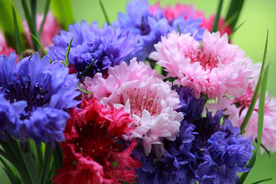 Незабудки - цветы - оригинал