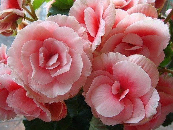 бегония - бегония, цветы - оригинал