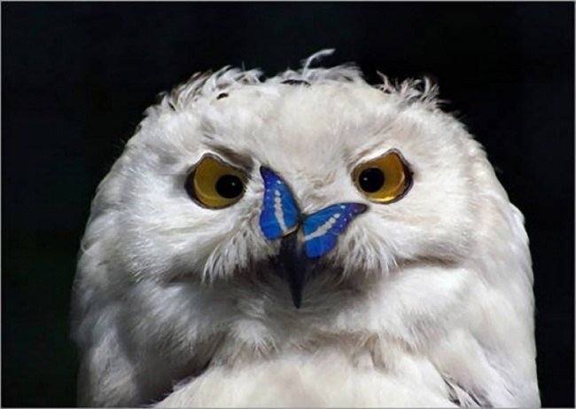 Сова - оригинал