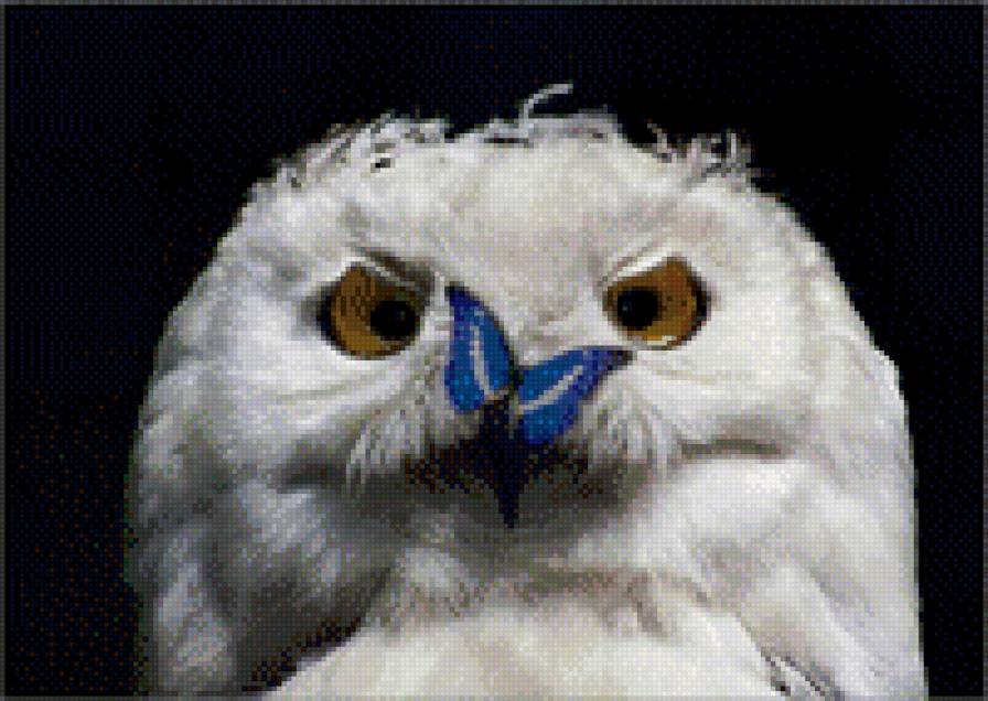 Сова - предпросмотр