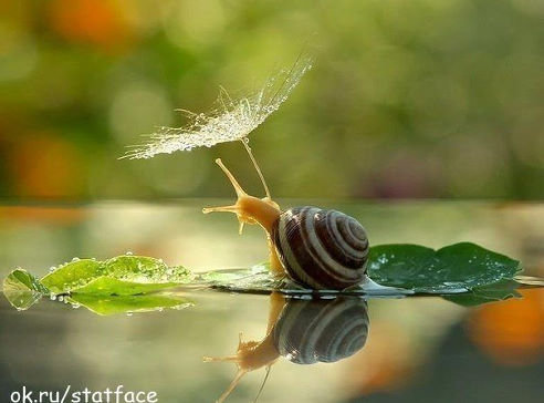 Улитка - пруд, природа, улитка - оригинал