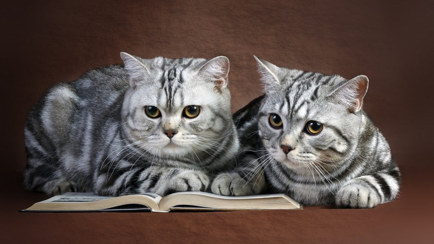 Котята - животные, кошки - оригинал