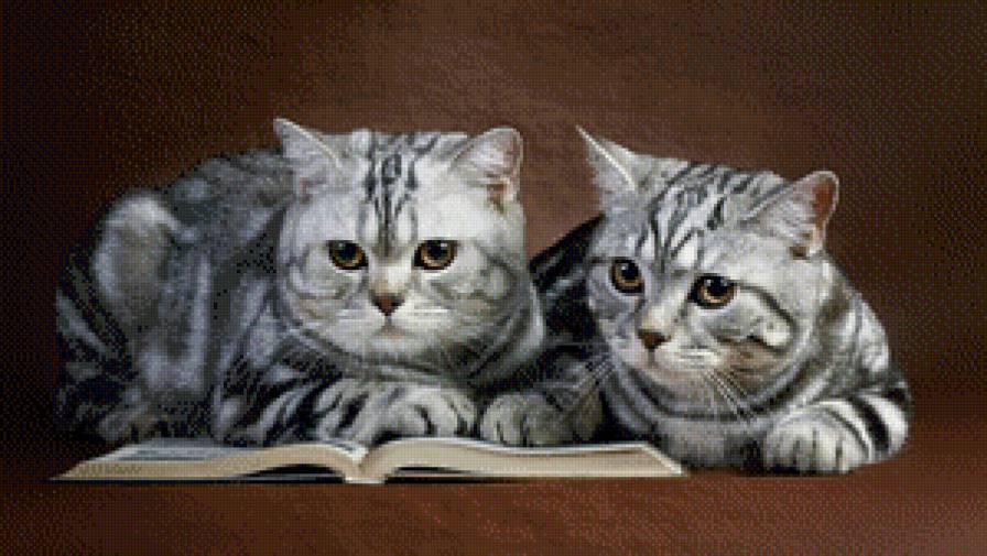 Котята - кошки, животные - предпросмотр