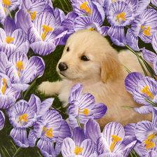 Схема вышивки «Щенок в цветах»