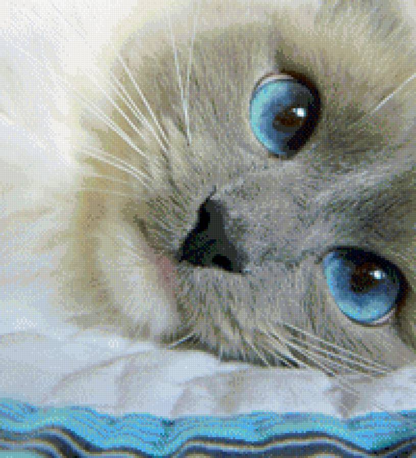Голубоглазая киса - котенок, глаза, голубой, кот - предпросмотр