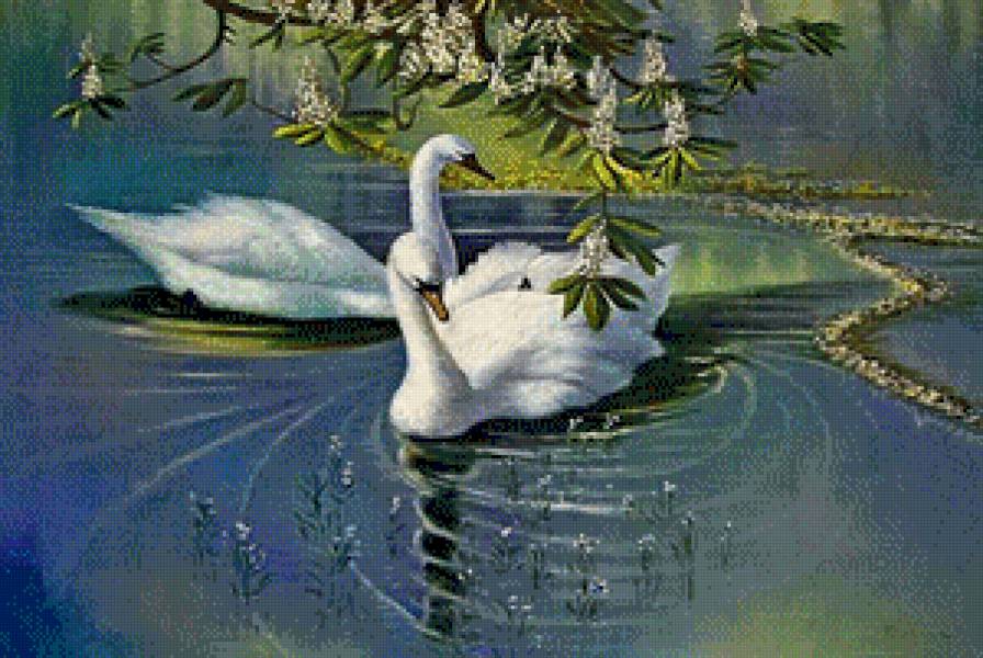 лебеди - птицы, животные - предпросмотр