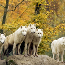 Схема вышивки «№750001»