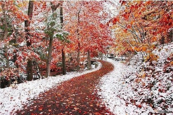 встреча зимы и осени - осень, дорога, снег, зима, деревья - оригинал