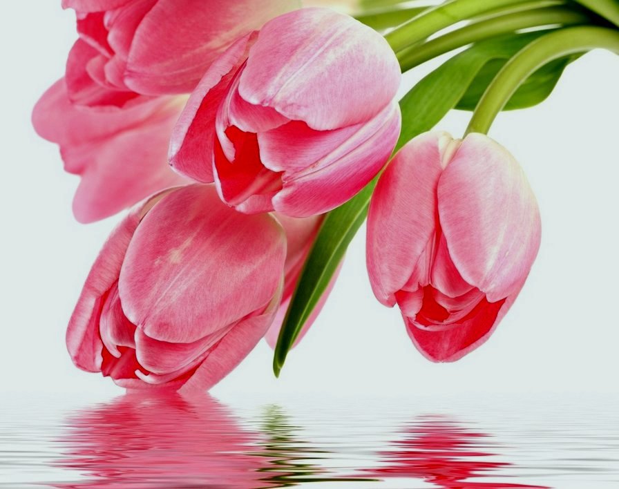 Тюльпаны - букет, вода, цветы, отражение, тюльпаны - оригинал