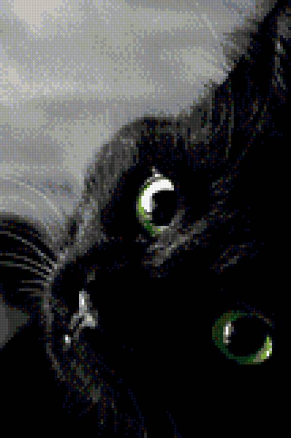 Кошка - кошка, черная, глаза - предпросмотр